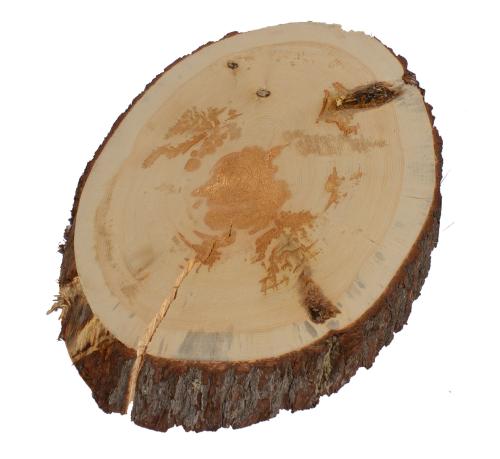 PINE OVAL 2.25"X20-22"X3' LIVE EDGE