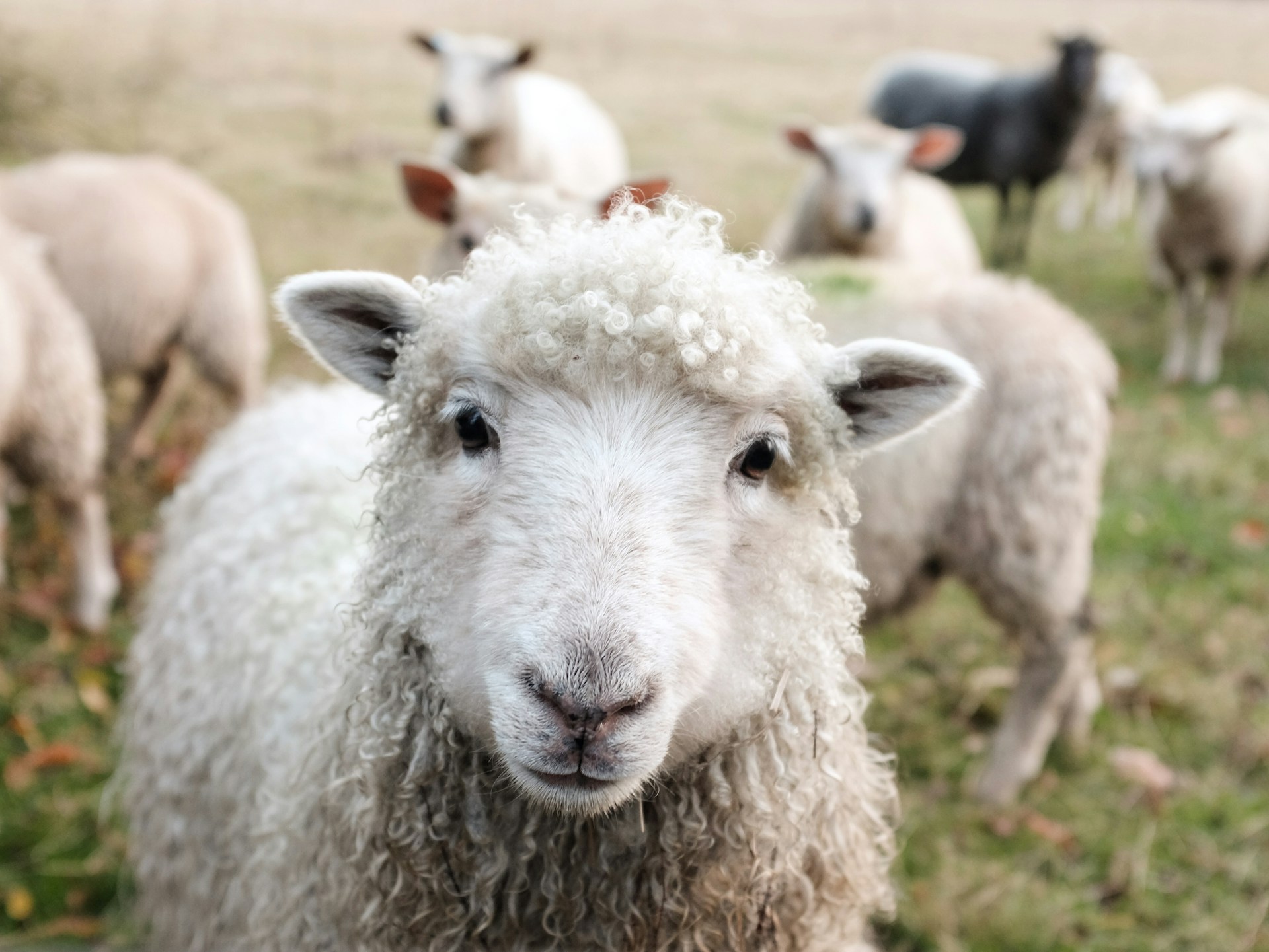 Livestock Supplies