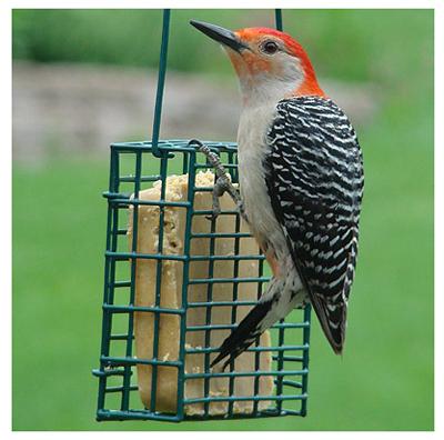 SGL Suet Cage Feeder
