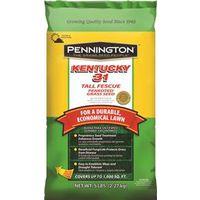 5LB KY31 Fescue Seed
