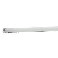 LED FRST T8 5K 4FT