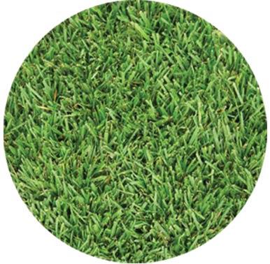 90 / 10 TALL FESCUE