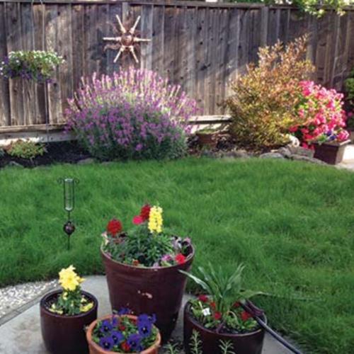 DELTA GRASSLAND MIX
