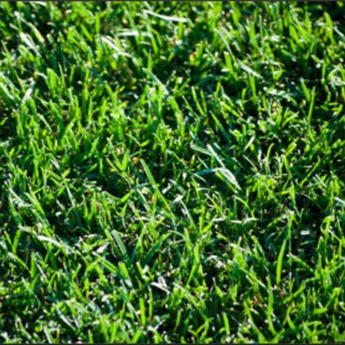 ENDURO FESCUE