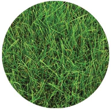 MOW FREE