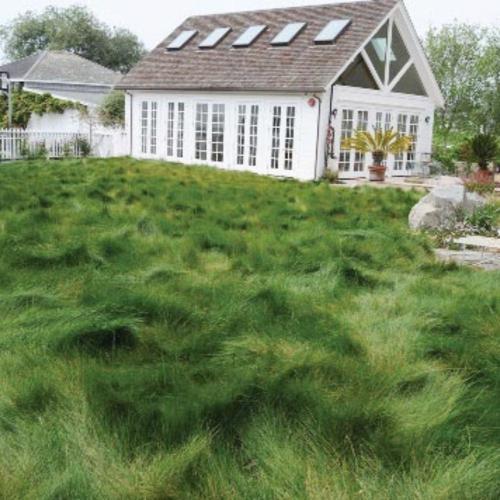 NATIVE MOW FREE