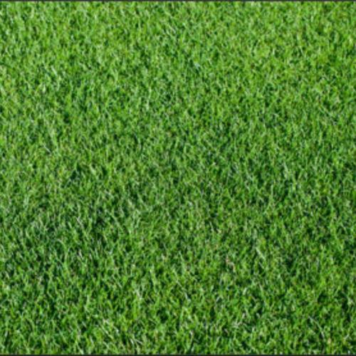 100% RYEGRASS