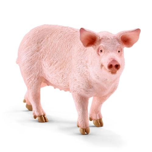 Sow Pig