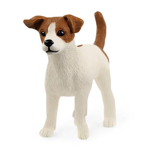 Jack Russel Terrrier
