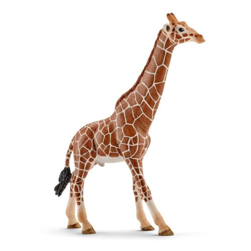Giraffe  Male