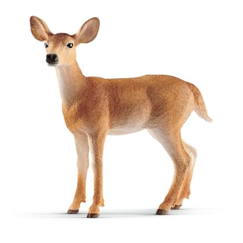 White-Tail Doe