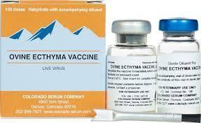 Soremouth Ovine Ecthyma