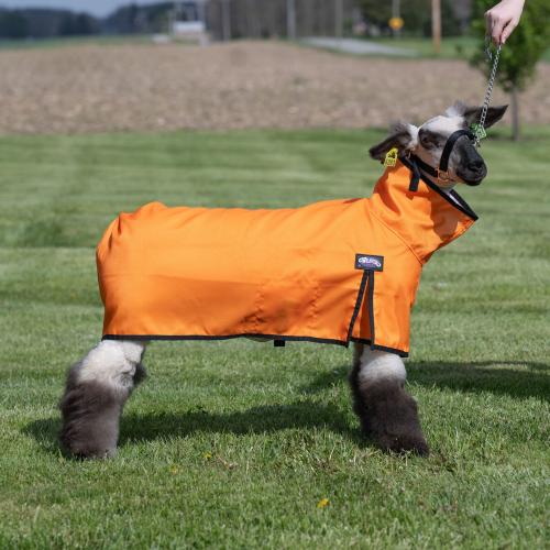Sheep Blanket, Mesh Butt Sm Orange
