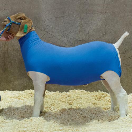 Xs Cotton Goat Tube  Blue