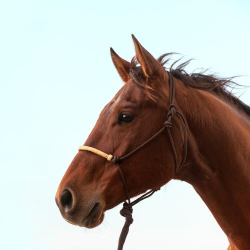 Rope Halter Brown W/ Rawhide Nose