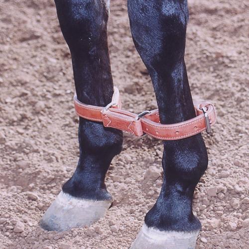 Harness Hobble Leather