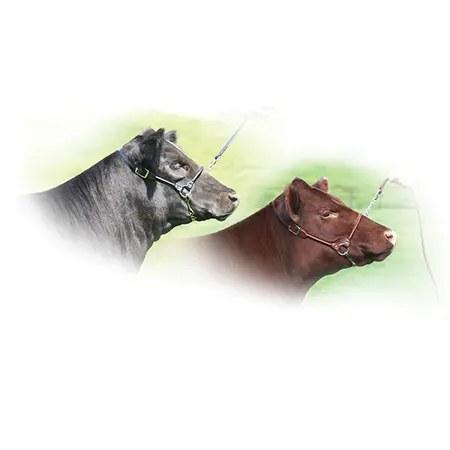 Leather Rolled Nose Halter M